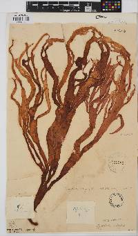 Gigartina insignis image