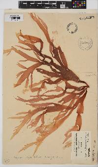 Gigartina insignis image