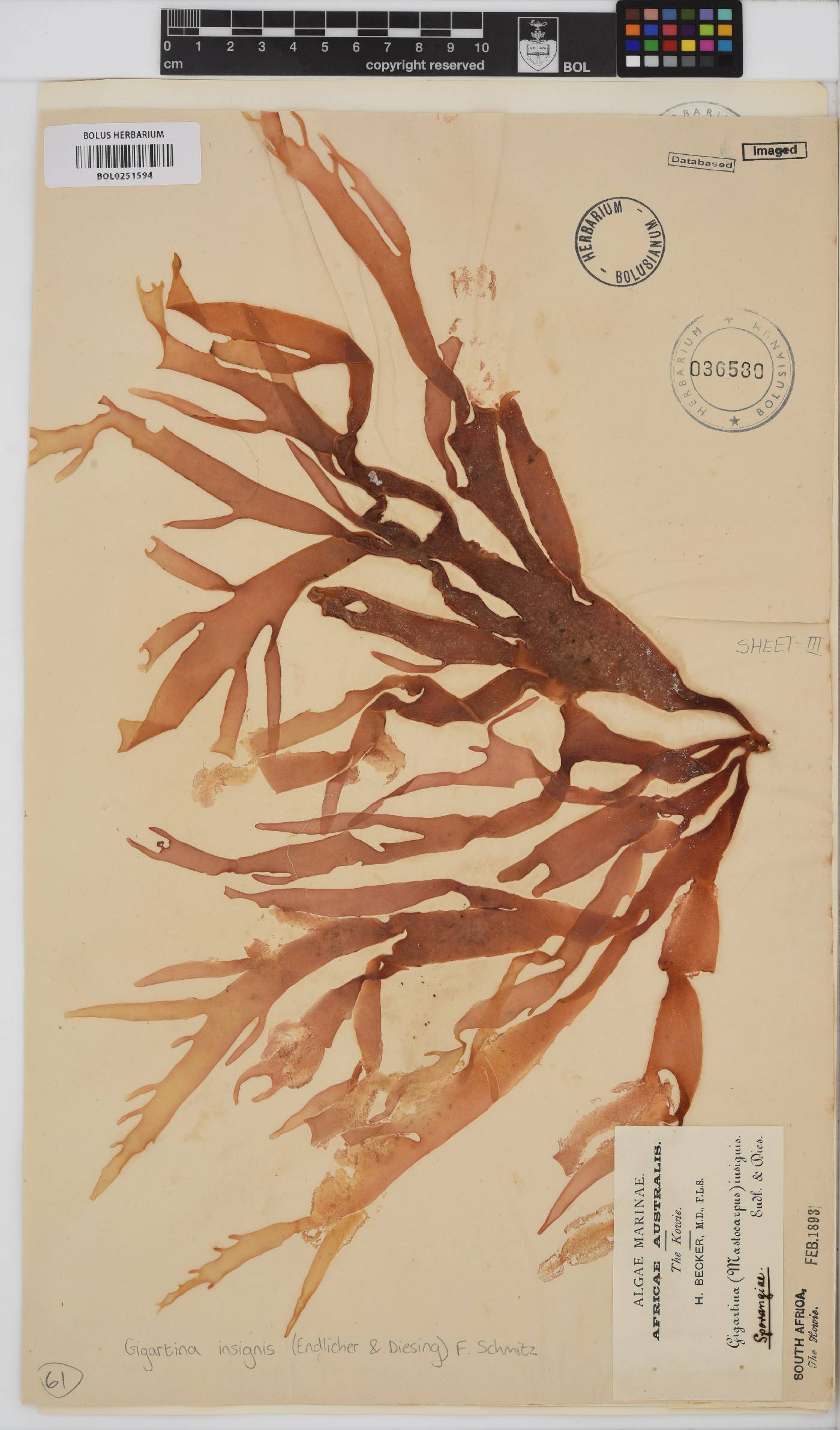 Gigartina insignis image