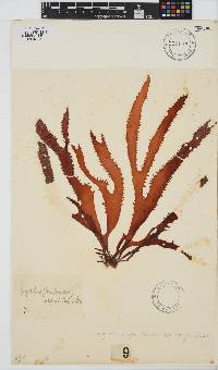 Gigartina insignis image