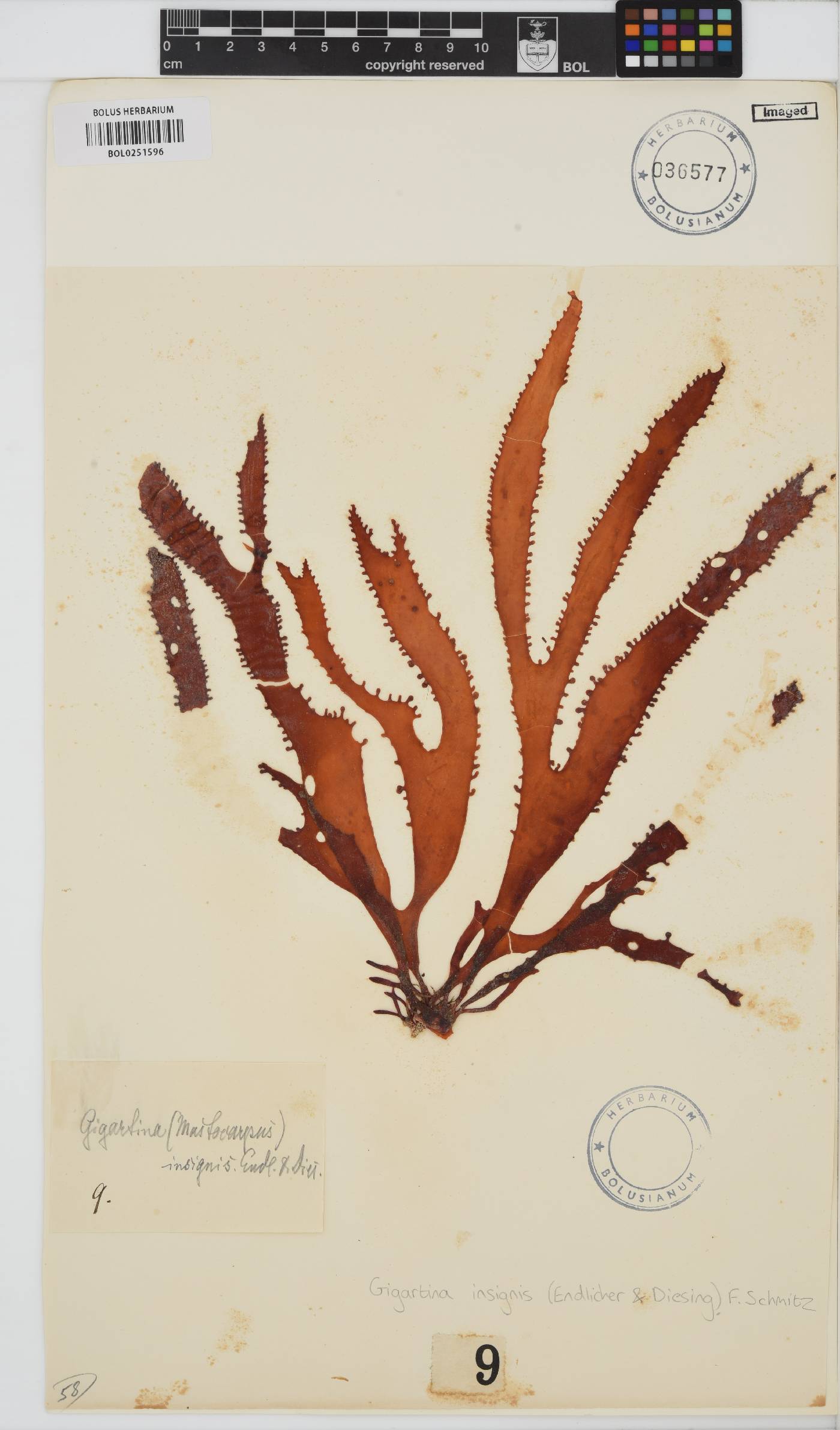 Gigartina insignis image