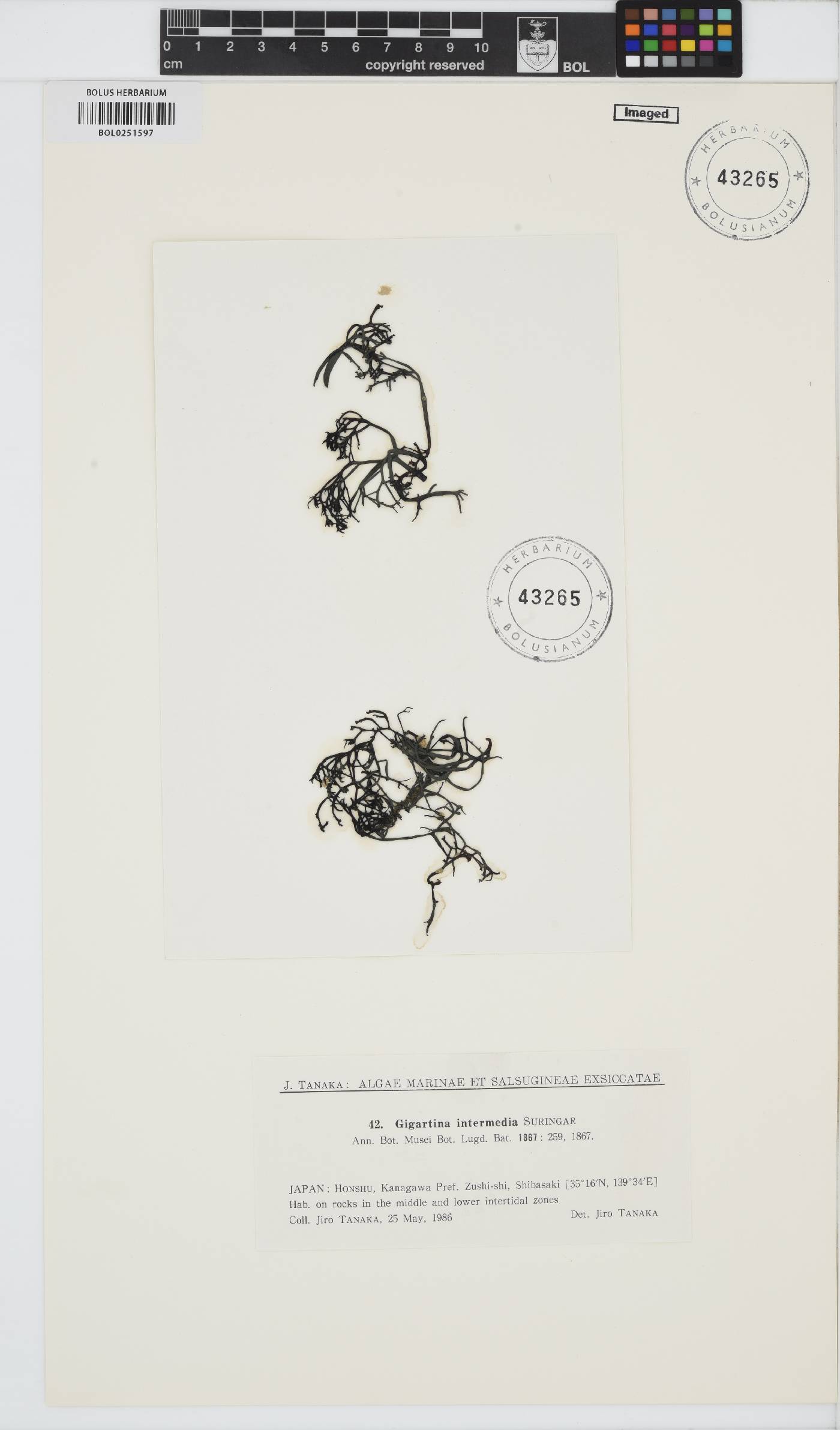 Chondracanthus intermedius image