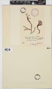 Image of Mazzaella japonica