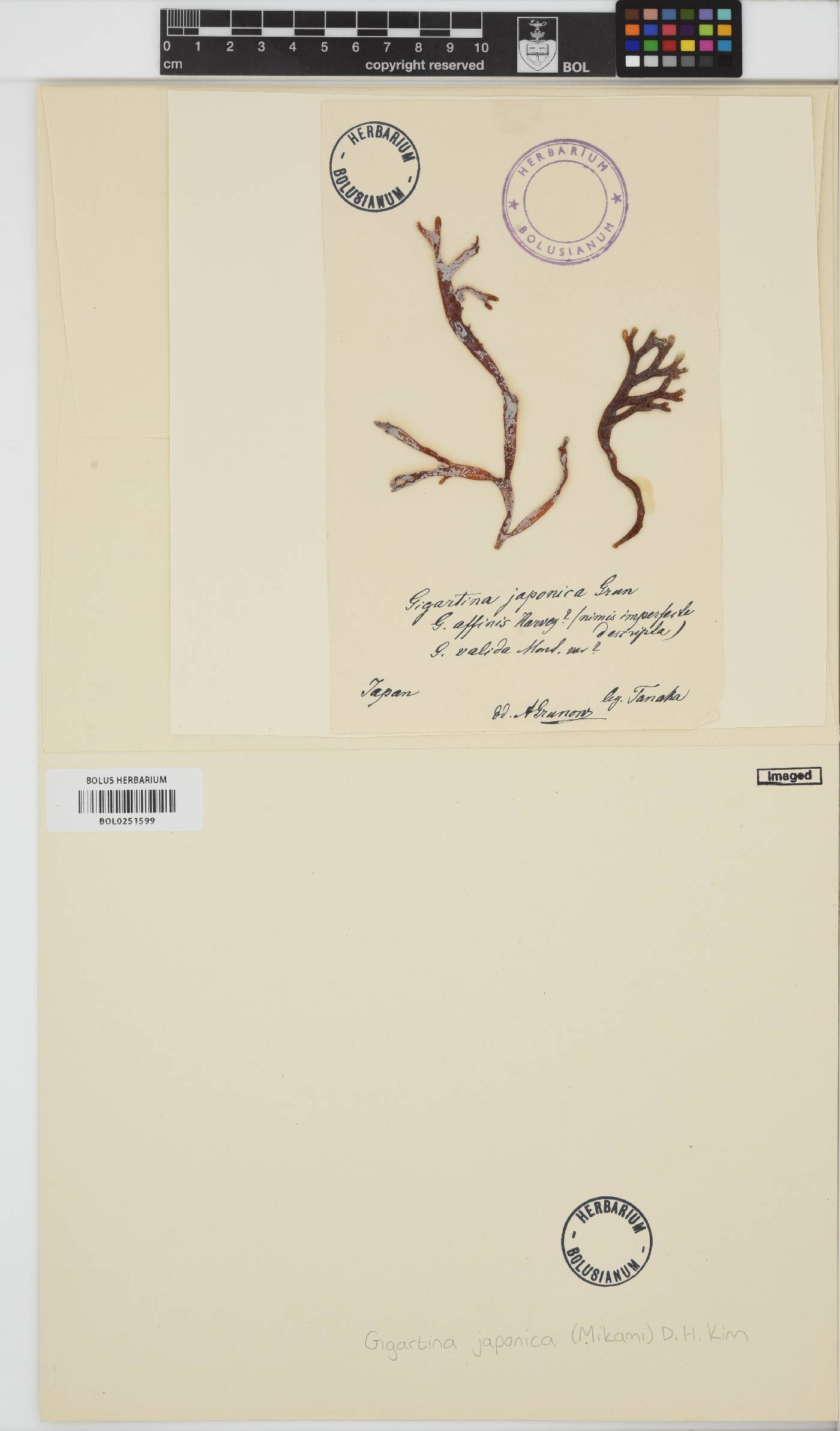 Mazzaella japonica image