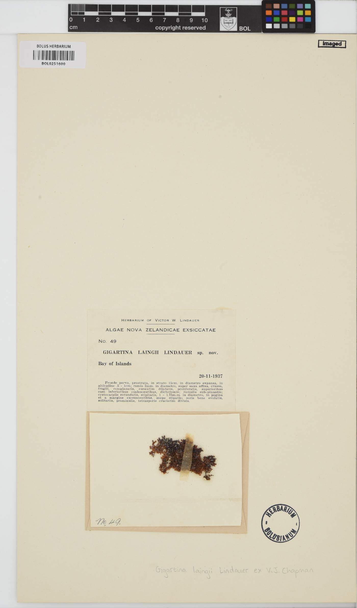 Gigartina laingii image