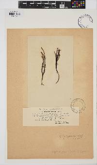 Image of Mazzaella leptorhynchos