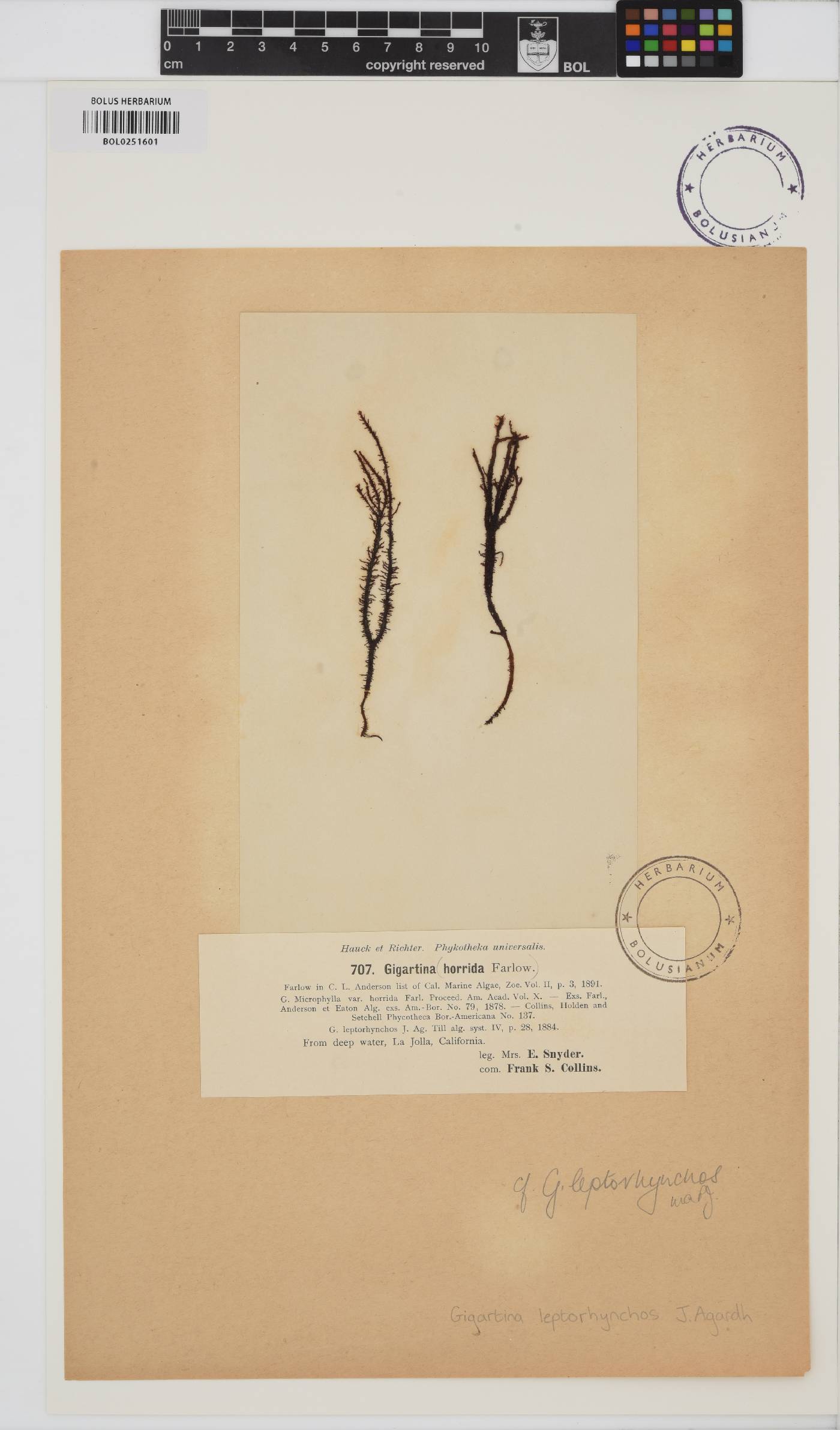 Mazzaella leptorhynchos image