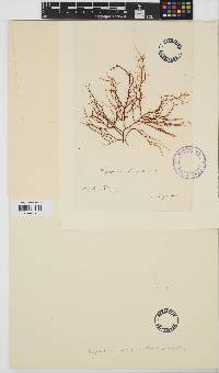 Chondracanthus chamissoi image