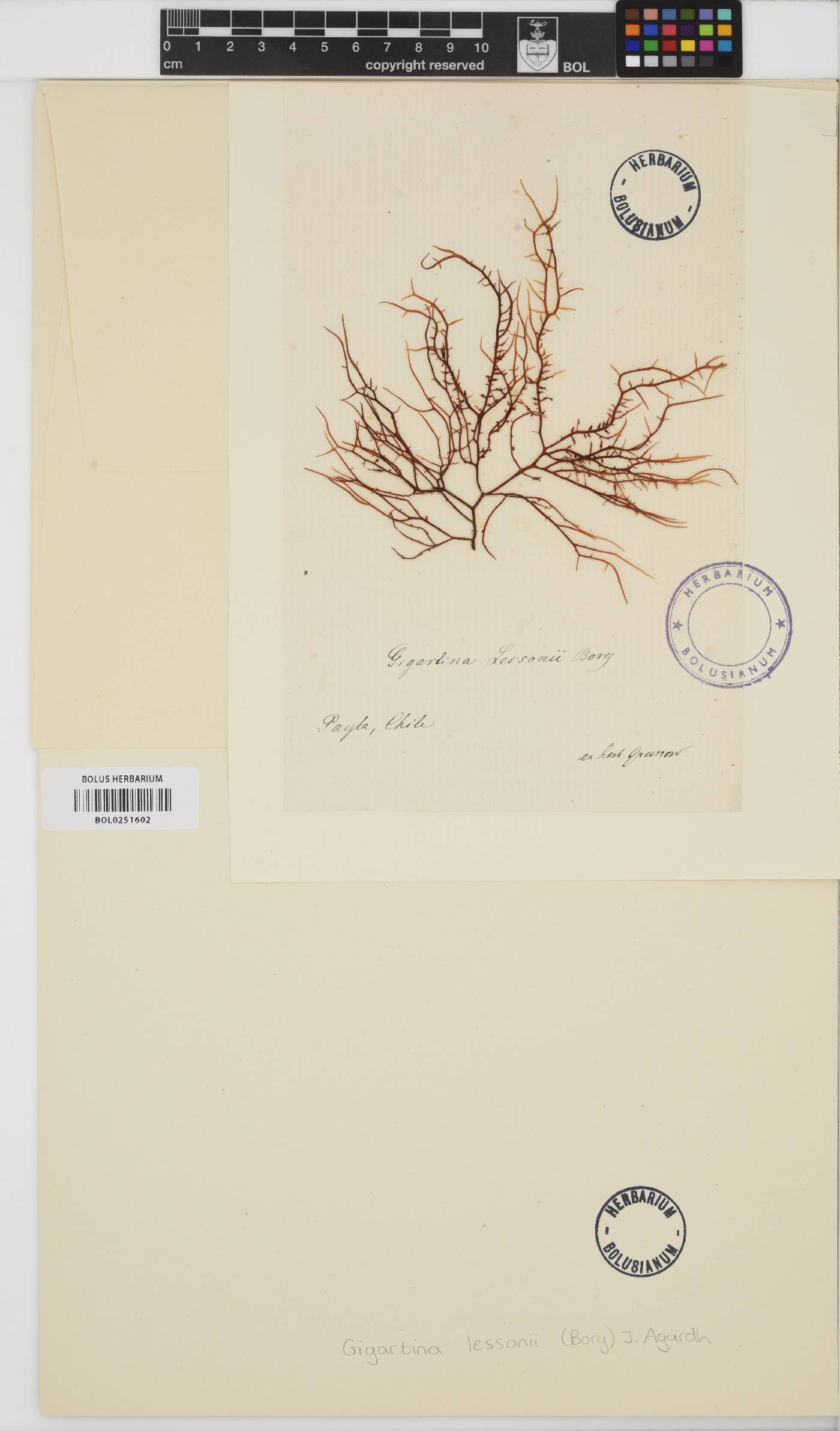 Chondracanthus chamissoi image
