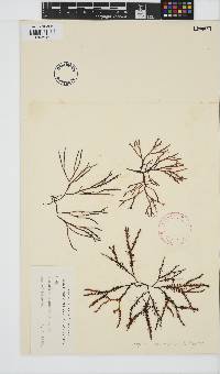 Image of Gigartina macrocarpa