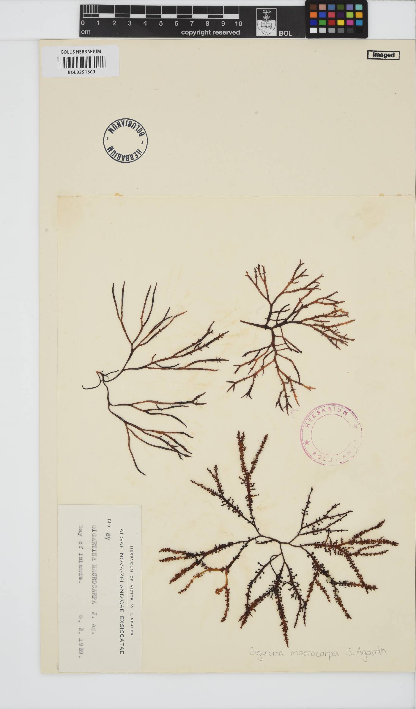 Gigartina macrocarpa image