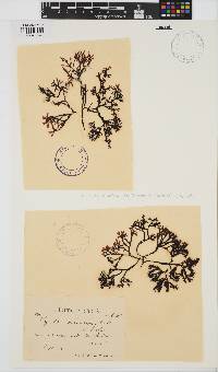 Mastocarpus stellatus image