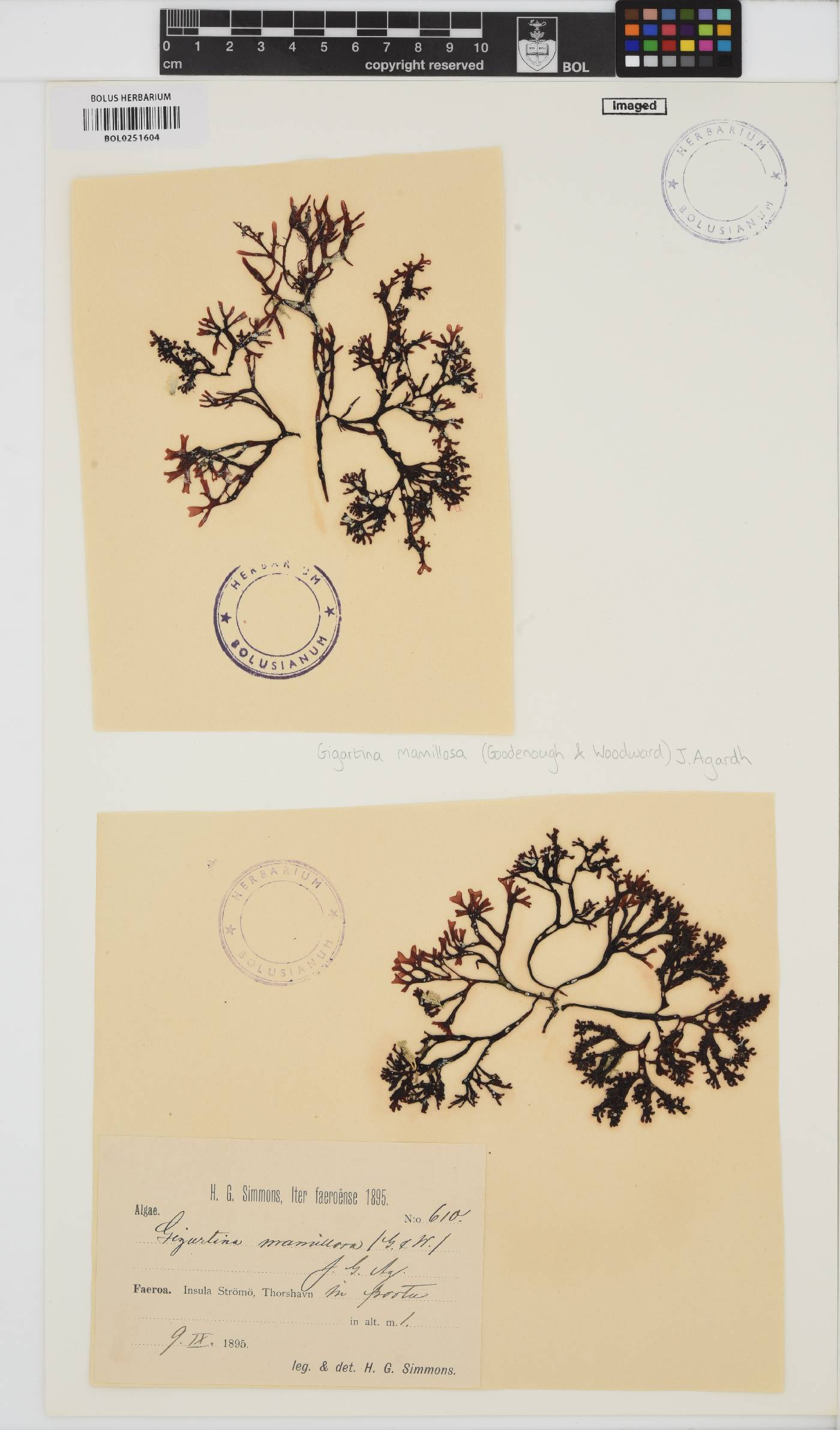 Mastocarpus stellatus image
