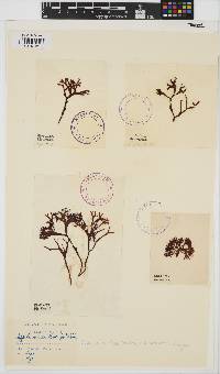 Mastocarpus stellatus image