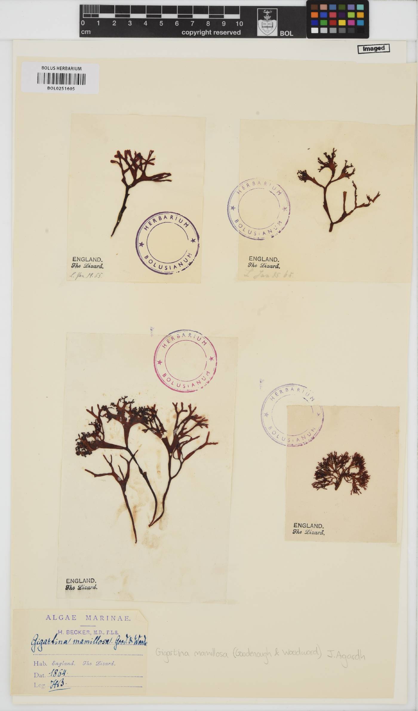 Mastocarpus stellatus image