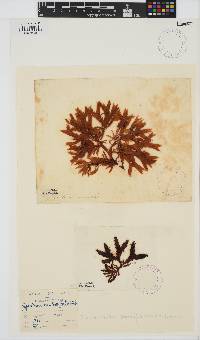 Mastocarpus stellatus image