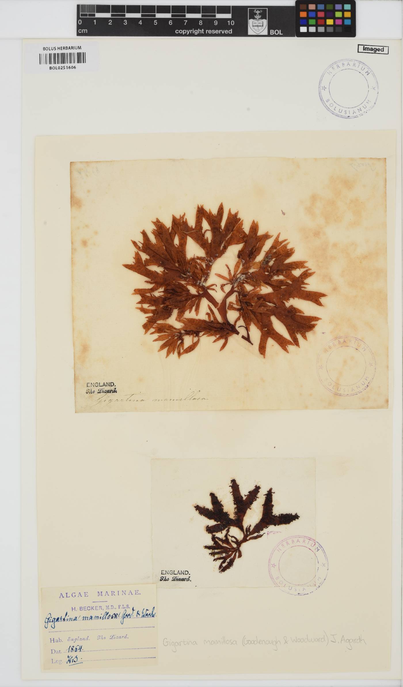 Mastocarpus stellatus image