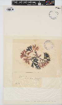 Mastocarpus stellatus image
