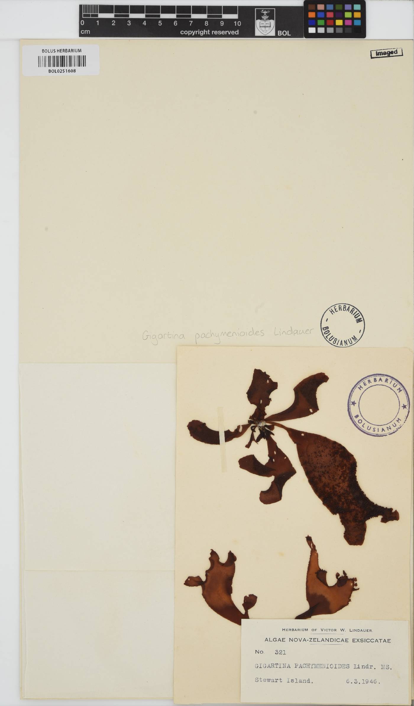 Gigartina pachymenioides image