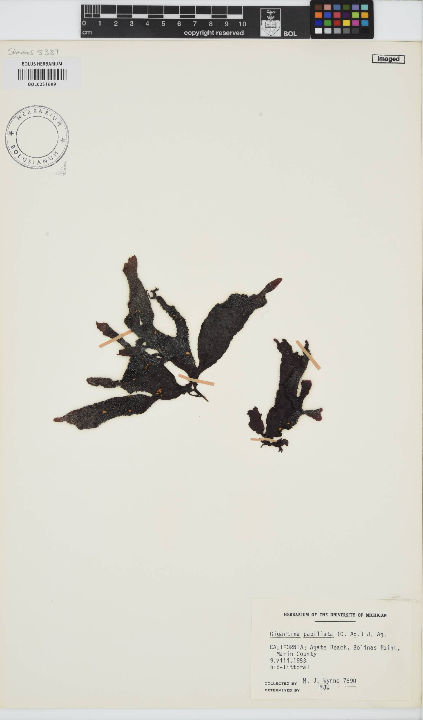 Mastocarpus papillatus image