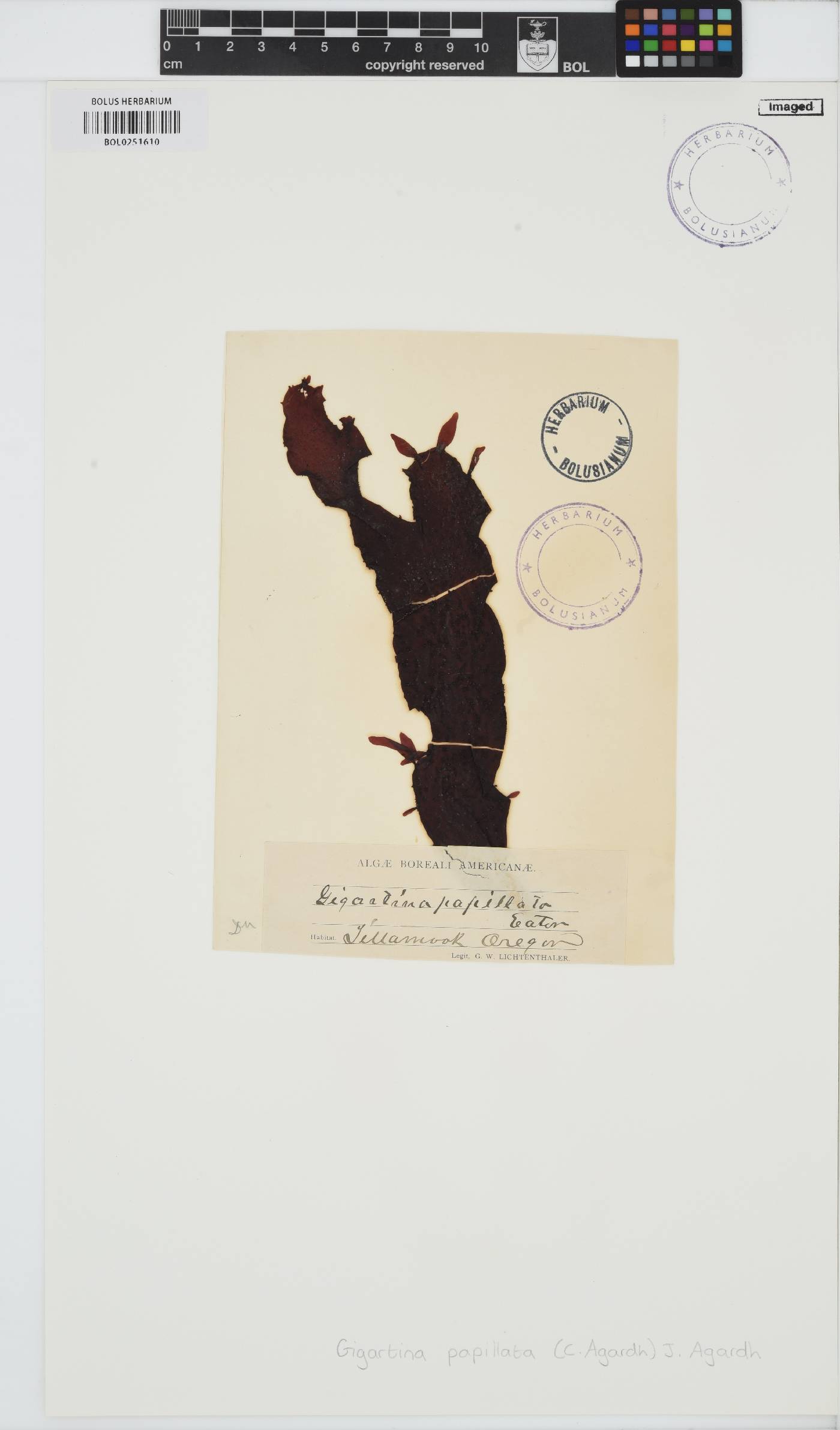Mastocarpus papillatus image