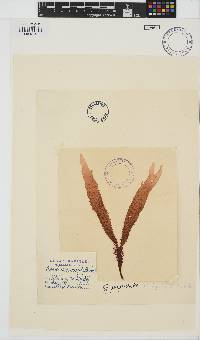 Mastocarpus papillatus image