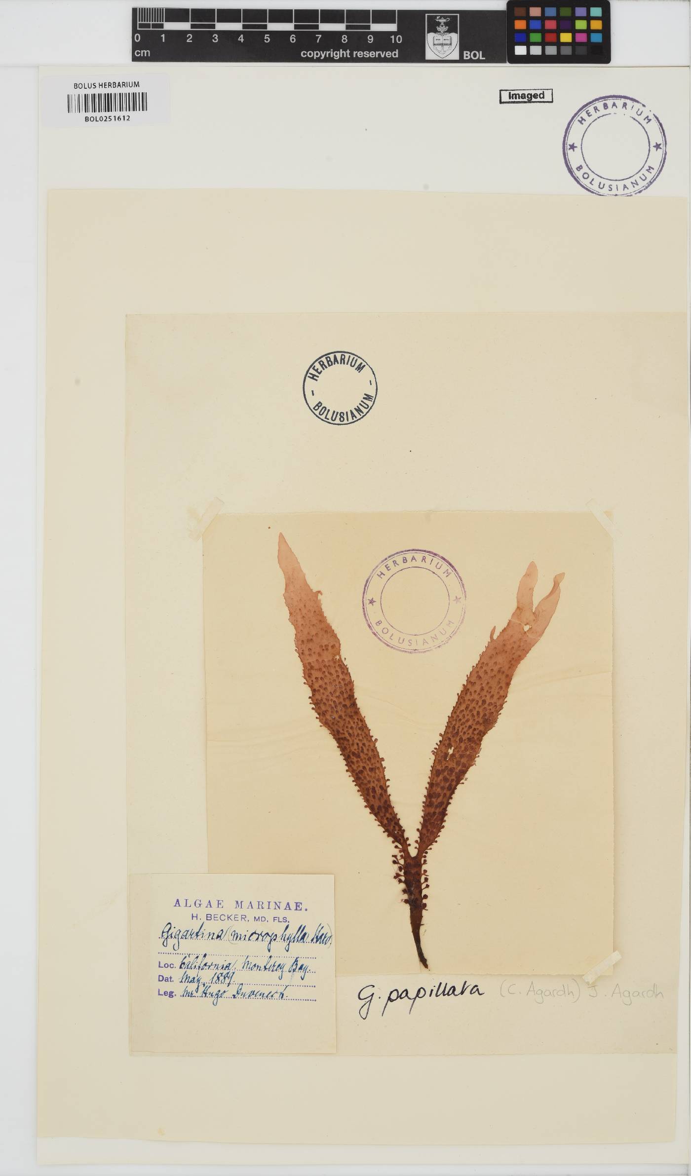 Mastocarpus papillatus image