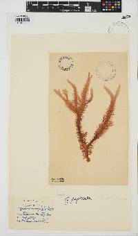 Mastocarpus papillatus image