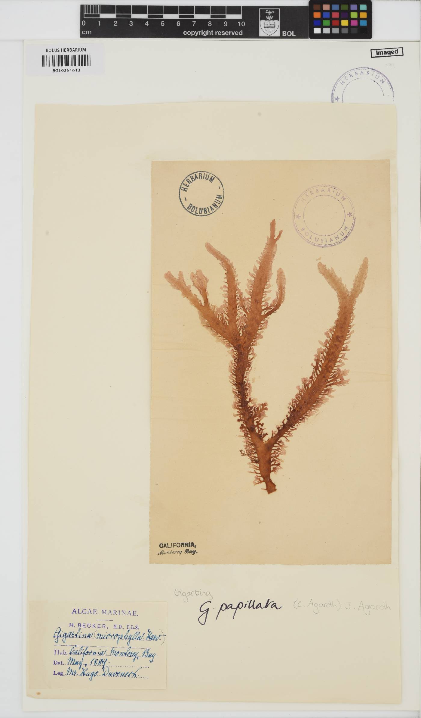 Mastocarpus papillatus image