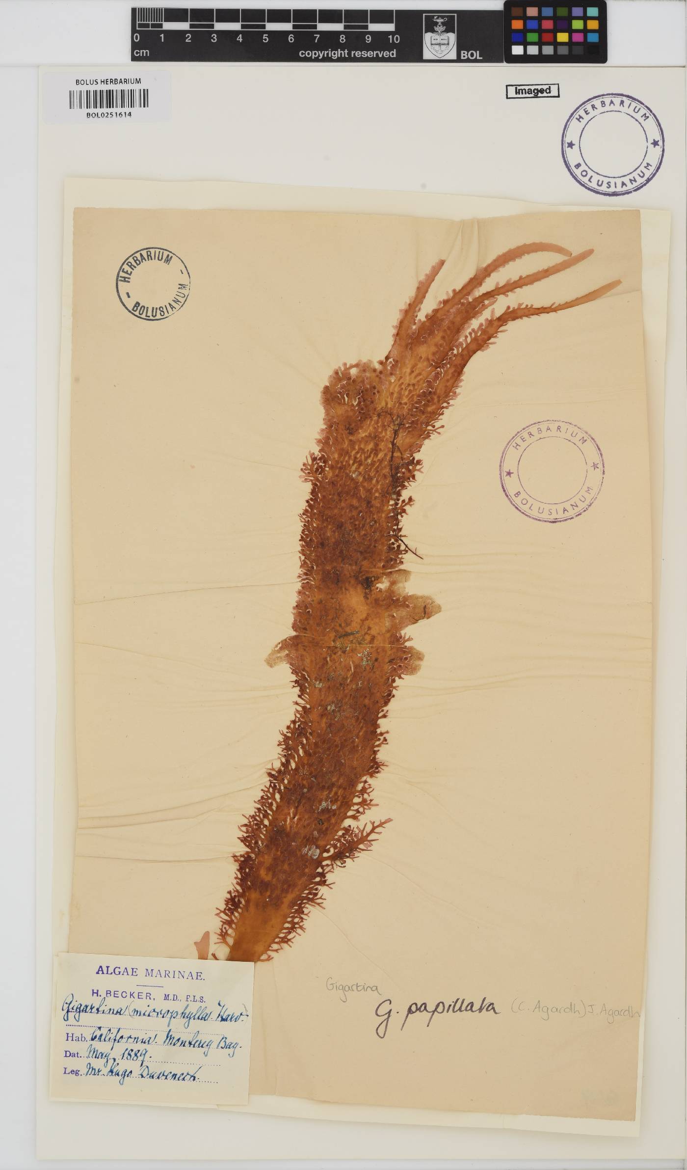 Mastocarpus papillatus image