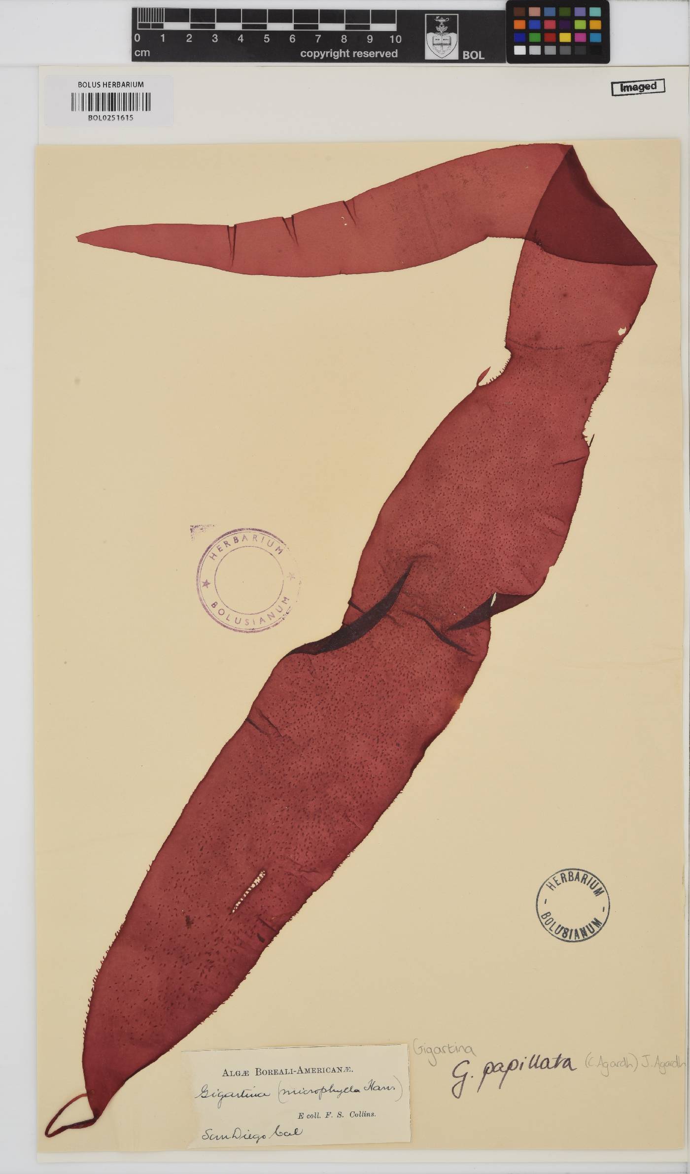 Mastocarpus papillatus image
