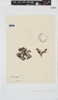 Mastocarpus papillatus image
