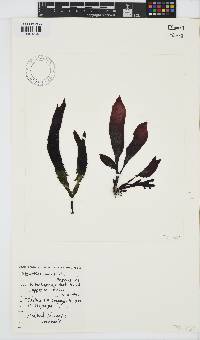 Gigartina paxillata image