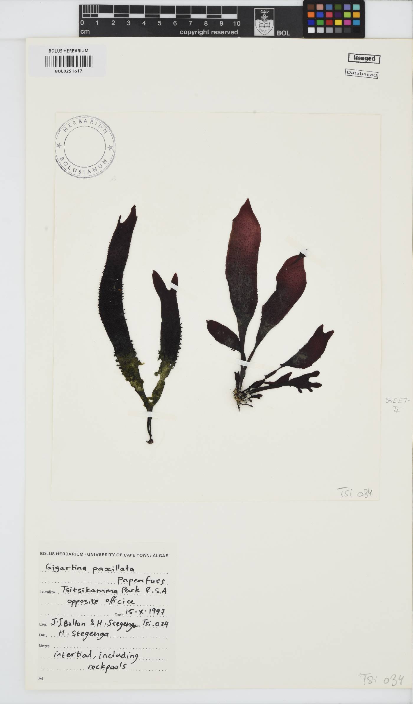 Gigartina paxillata image