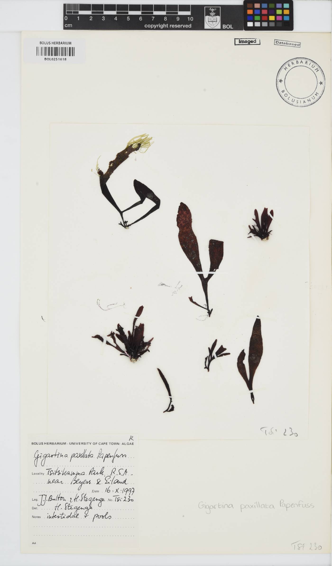Gigartina paxillata image