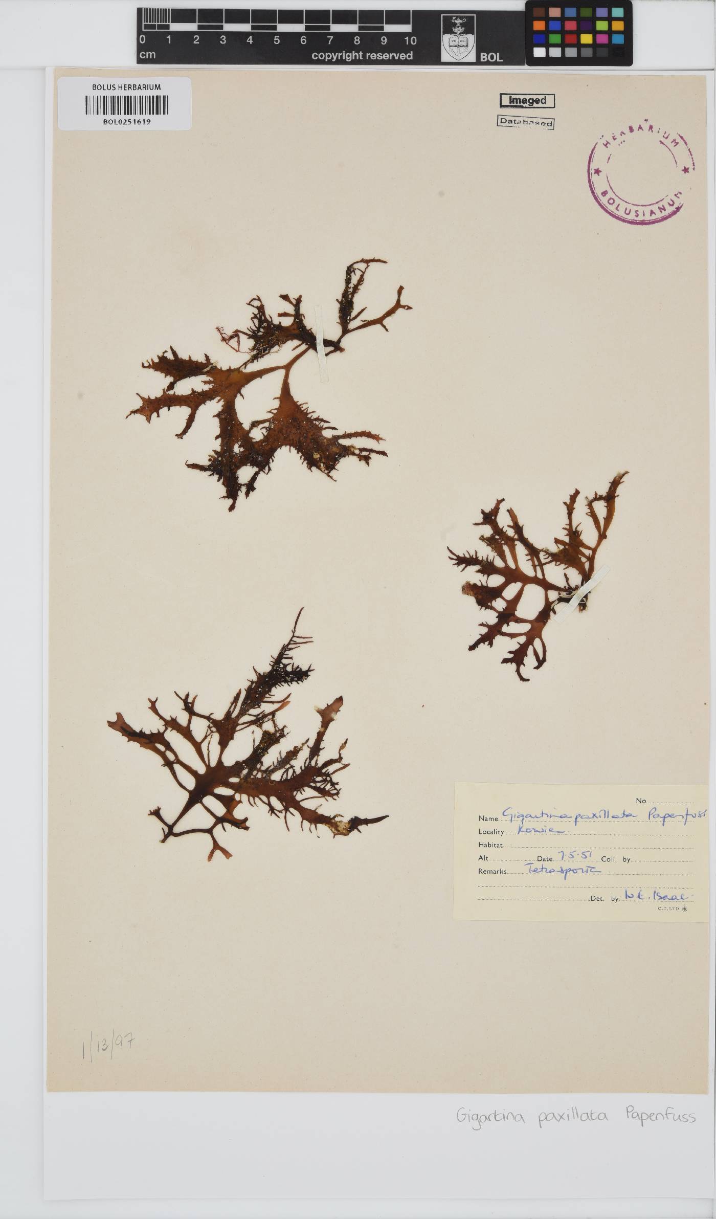 Gigartina paxillata image