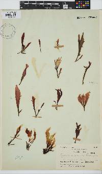 Gigartina paxillata image