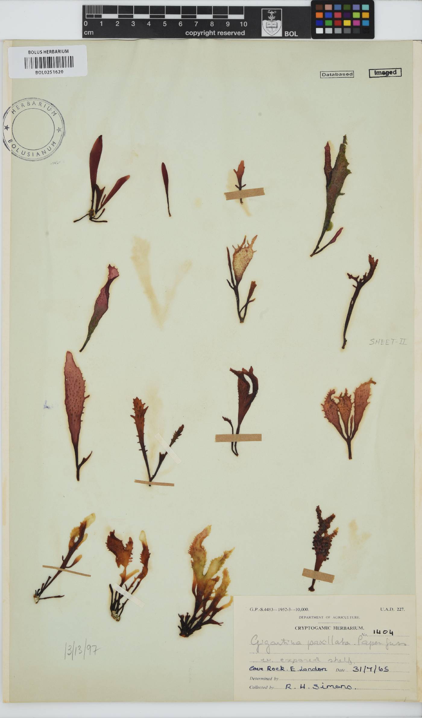 Gigartina paxillata image