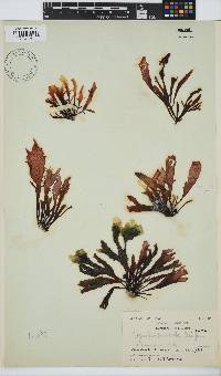 Gigartina paxillata image