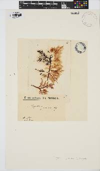 Image of Gigartina pinnata