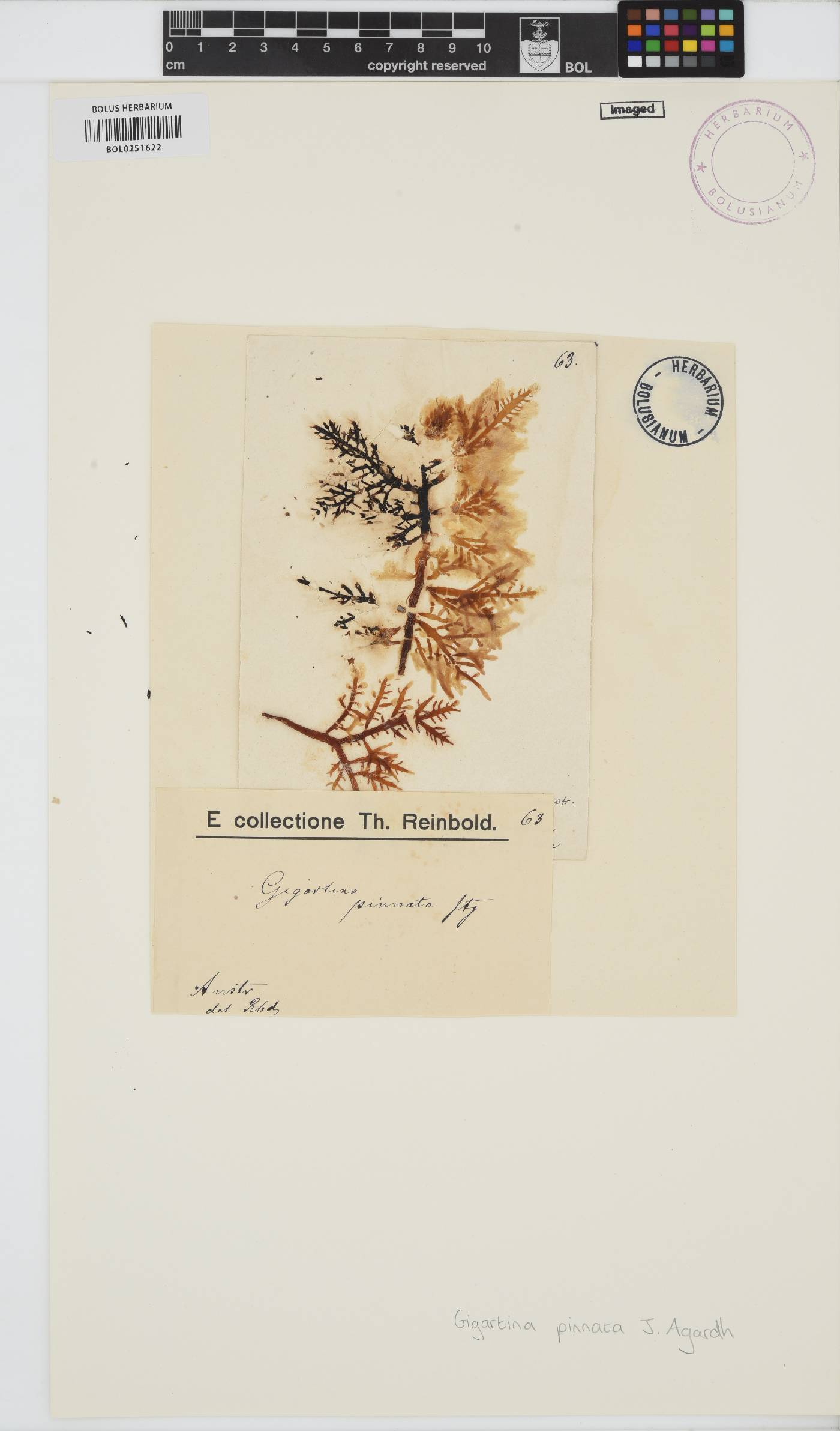 Gigartina pinnata image