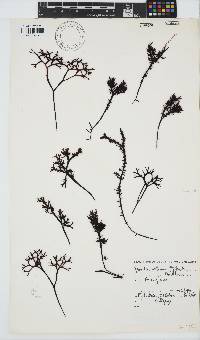 Gigartina pistillata image