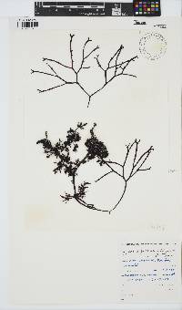Gigartina pistillata image