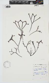 Gigartina pistillata image