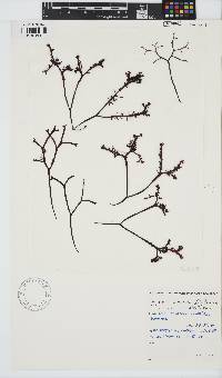 Gigartina pistillata image