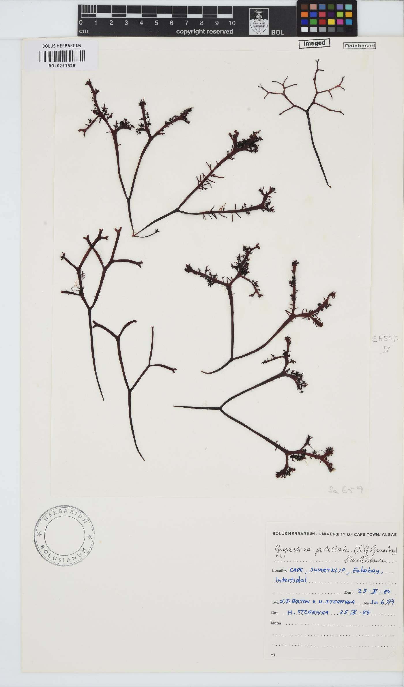 Gigartina pistillata image