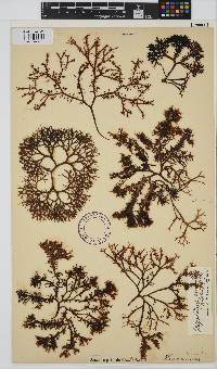 Gigartina pistillata image