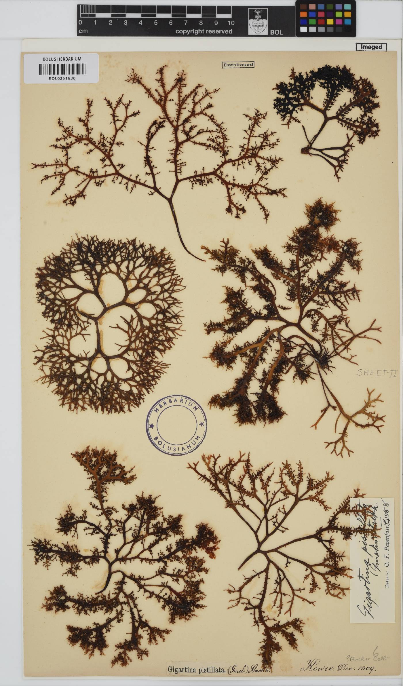 Gigartina pistillata image