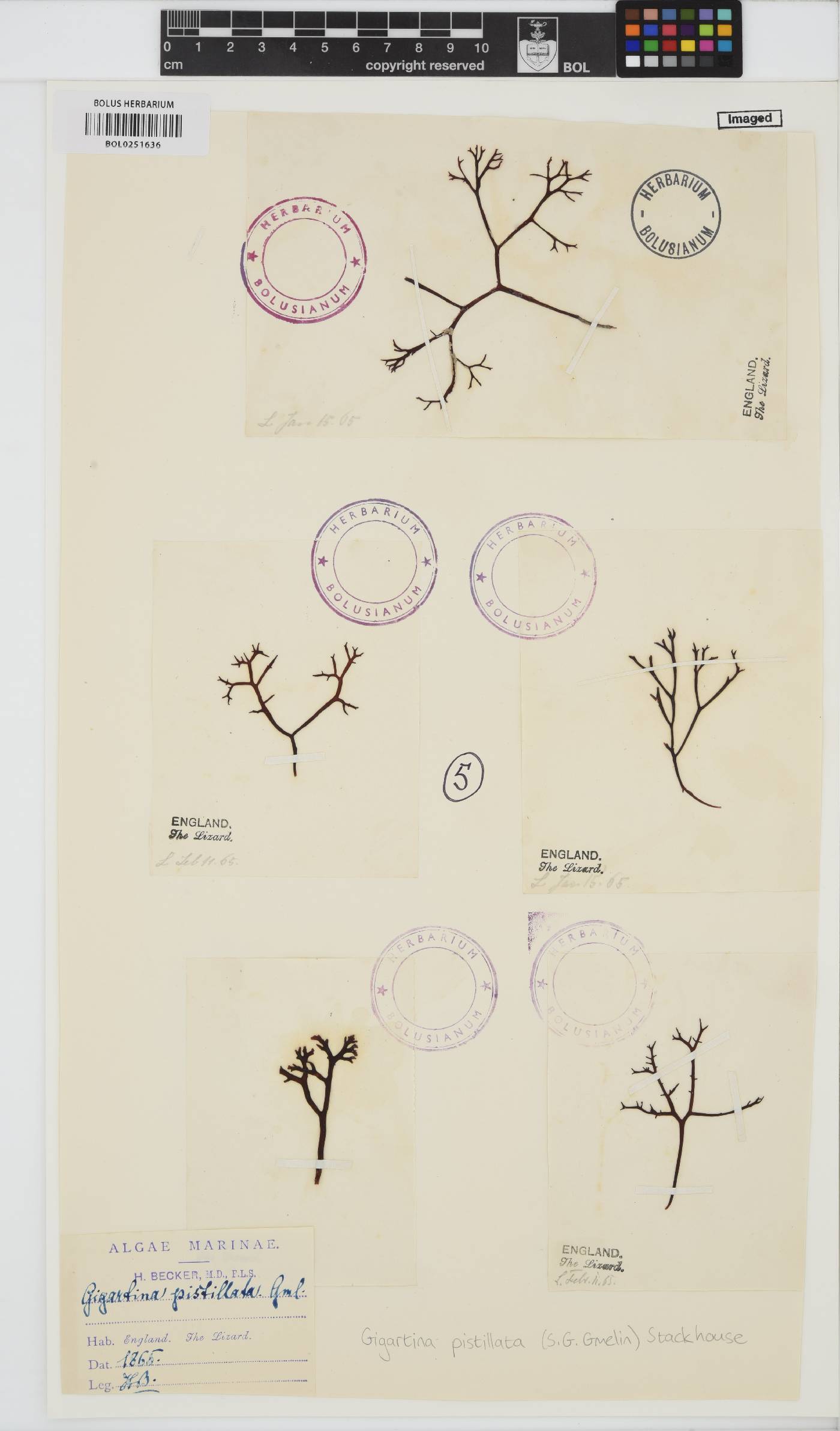 Gigartina pistillata image