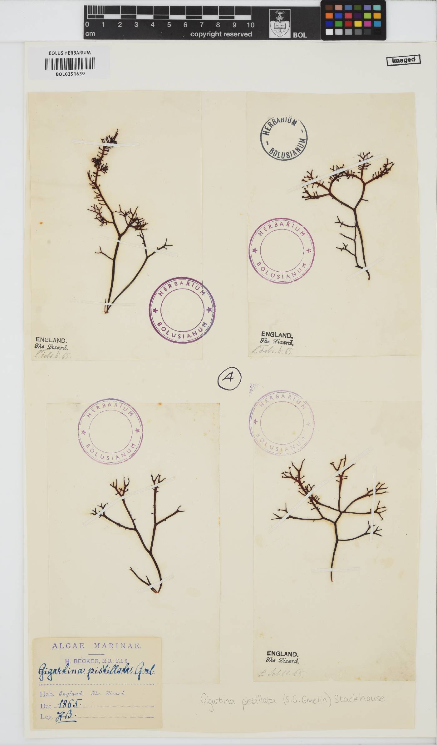 Gigartina pistillata image